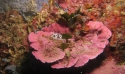 Sortie plongée -thème du Coralligène 20 et 21 juin Argeles sur mer